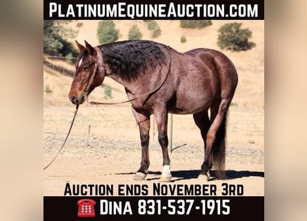 American Quarter Horse, Gelding, 10 years, 14,2 hh, Roan-Red
