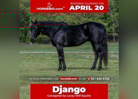 American Quarter Horse, Gelding, 10 years, 14,3 hh, Black