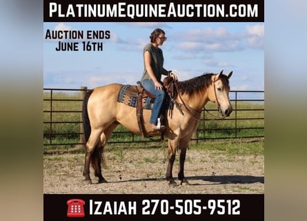 American Quarter Horse, Gelding, 10 years, 14,3 hh, Buckskin