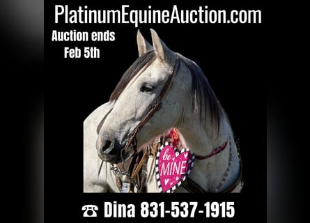 American Quarter Horse, Gelding, 10 years, 14,3 hh, Gray-Dapple
