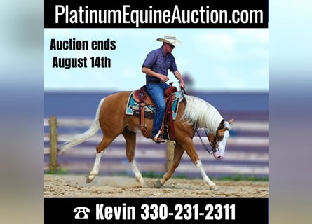 American Quarter Horse, Gelding, 10 years, 14,3 hh, Palomino