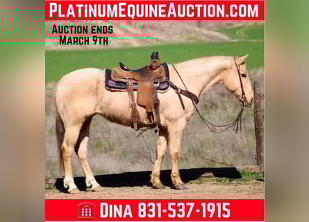 American Quarter Horse, Gelding, 10 years, 14,3 hh, Palomino