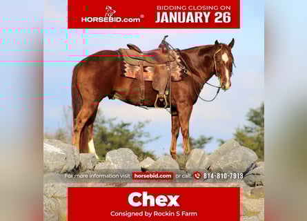 American Quarter Horse, Gelding, 10 years, 14,3 hh, Sorrel