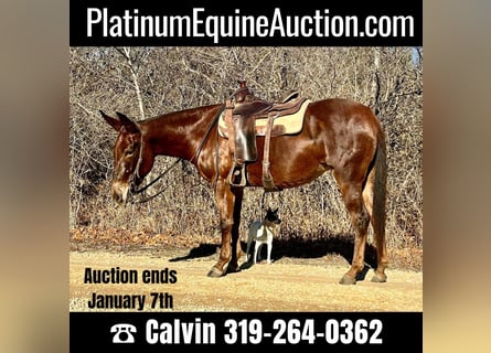 American Quarter Horse, Gelding, 10 years, 15.1 hh, Chestnut