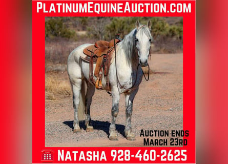 American Quarter Horse, Gelding, 10 years, 15,1 hh, Gray