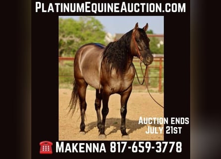 American Quarter Horse, Gelding, 10 years, 15.1 hh, Grullo