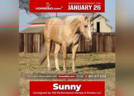 American Quarter Horse, Gelding, 10 years, 15.1 hh, Palomino