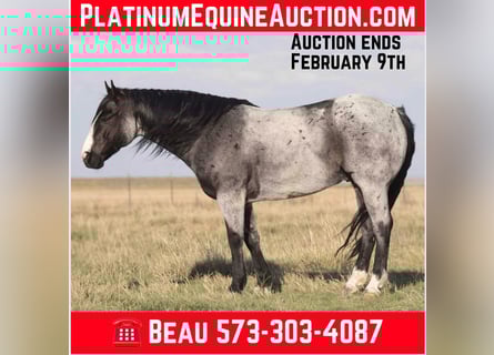 American Quarter Horse, Gelding, 10 years, 15.1 hh, Roan-Blue