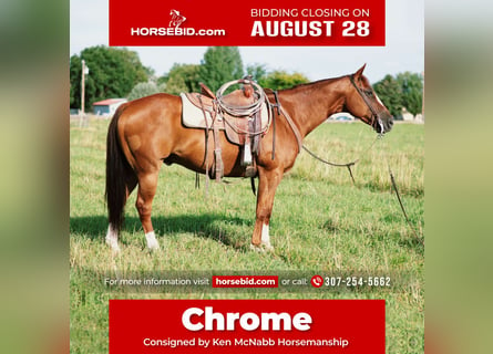 116 Cheyenne Frontier Days Wild Horse Stock Photos, High-Res