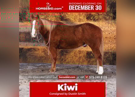 American Quarter Horse, Gelding, 10 years, 15.1 hh, Sorrel