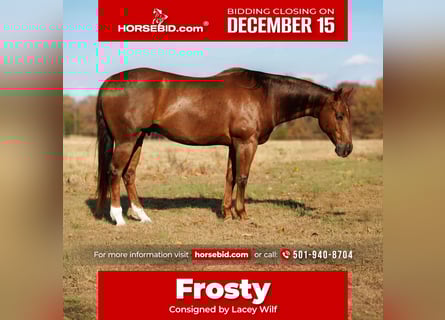 American Quarter Horse, Gelding, 10 years, 15.1 hh, Sorrel