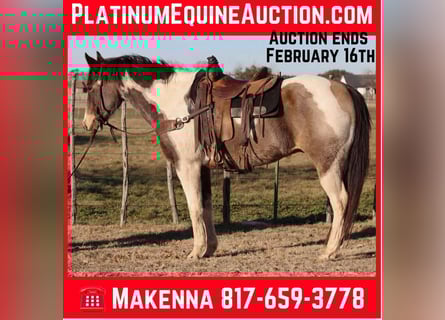 American Quarter Horse, Gelding, 10 years, 15.1 hh, Tobiano-all-colors