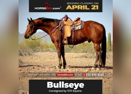American Quarter Horse, Gelding, 10 years, 15.2 hh, Bay