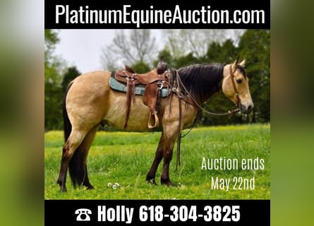 American Quarter Horse, Gelding, 10 years, 15.2 hh, Buckskin
