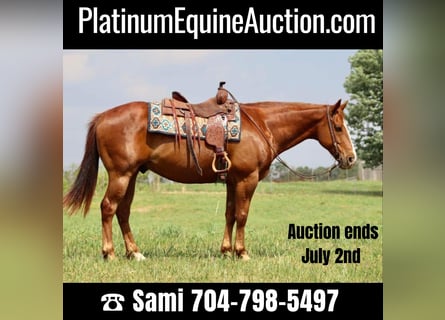 American Quarter Horse, Gelding, 10 years, 15.2 hh, Chestnut