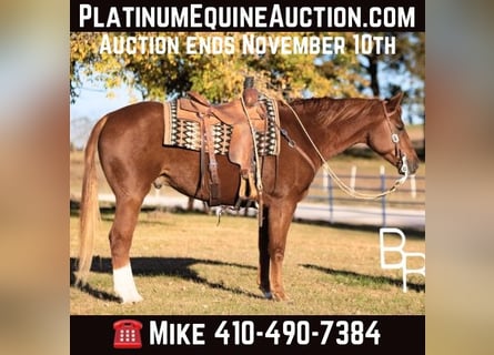 American Quarter Horse, Gelding, 10 years, 15,2 hh, Chestnut