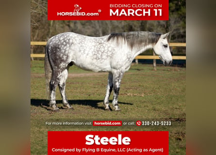 American Quarter Horse, Gelding, 10 years, 15.2 hh, Gray
