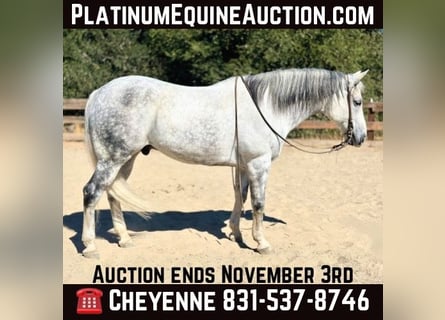 American Quarter Horse, Gelding, 10 years, 15,2 hh, Gray