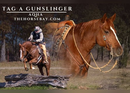 American Quarter Horse, Gelding, 10 years, 15,2 hh, Sorrel