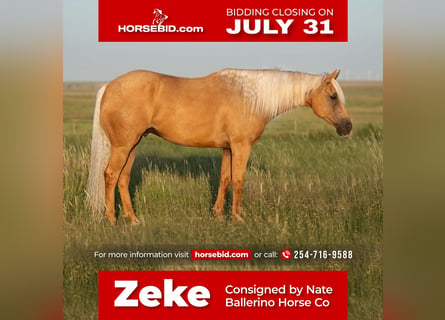 American Quarter Horse, Gelding, 10 years, 15.3 hh, Palomino