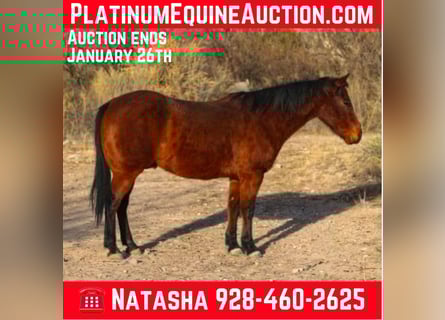 American Quarter Horse, Gelding, 10 years, 15 hh, Bay