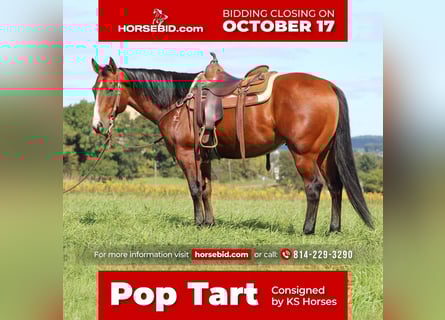 American Quarter Horse Mix, Gelding, 10 years, 15 hh, Bay