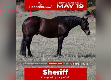 American Quarter Horse, Gelding, 10 years, 15 hh, Bay