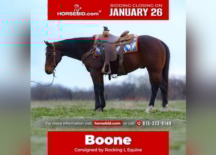 American Quarter Horse, Gelding, 10 years, 15 hh, Bay