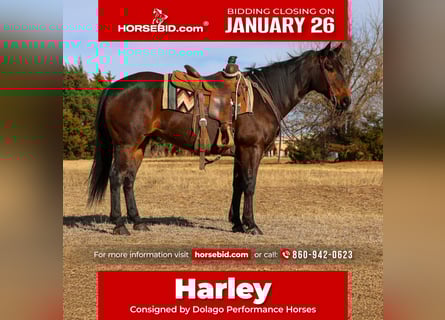 American Quarter Horse, Gelding, 10 years, 15 hh, Bay