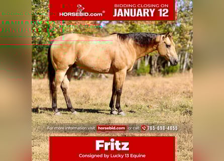 American Quarter Horse, Gelding, 10 years, 15 hh, Buckskin