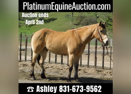 American Quarter Horse, Gelding, 10 years, 15 hh, Buckskin