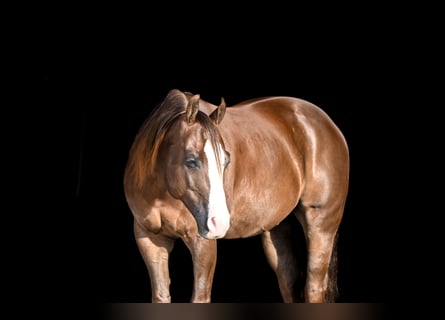 American Quarter Horse, Gelding, 10 years, 15 hh, Chestnut