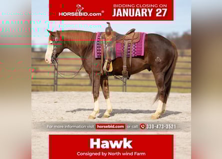 American Quarter Horse, Gelding, 10 years, 15 hh, Chestnut
