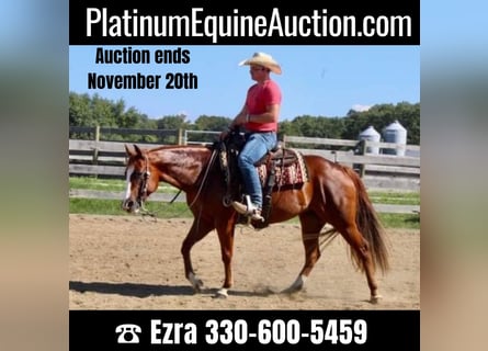 American Quarter Horse, Gelding, 10 years, 15 hh, Chestnut