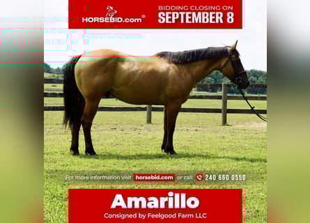 American Quarter Horse, Gelding, 10 years, 15 hh, Dun