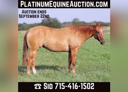 American Quarter Horse, Gelding, 10 years, 15 hh, Dun