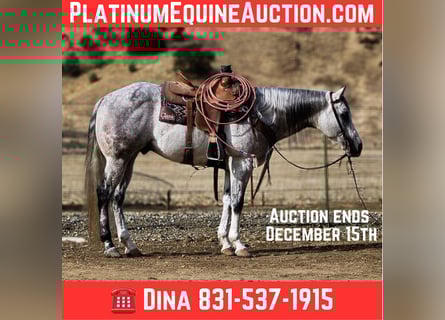 American Quarter Horse, Gelding, 10 years, 15 hh, Grey