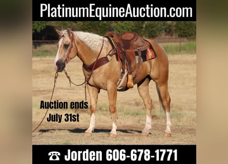 American Quarter Horse, Gelding, 10 years, 15 hh, Palomino