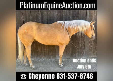 American Quarter Horse, Gelding, 10 years, 15 hh, Palomino