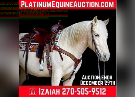 American Quarter Horse, Gelding, 10 years, 15 hh, Palomino