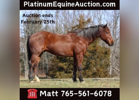 American Quarter Horse, Gelding, 10 years, 15 hh, Roan-Bay