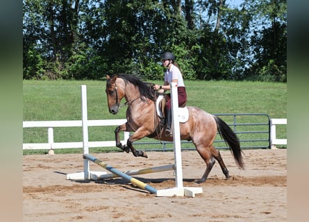 American Quarter Horse, Gelding, 10 years, 15 hh, Roan-Bay