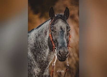 American Quarter Horse, Gelding, 10 years, 15 hh, Roan-Blue