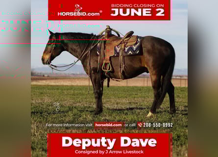 American Quarter Horse, Gelding, 10 years, 15,1 hh, Brown