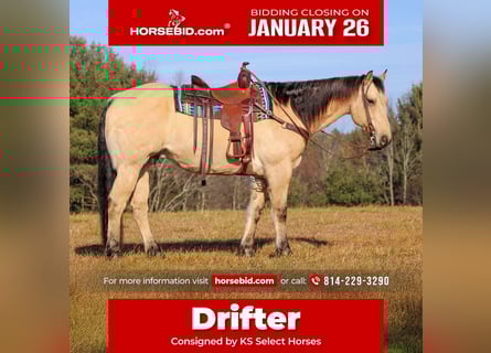 American Quarter Horse, Gelding, 10 years, 15,1 hh, Buckskin