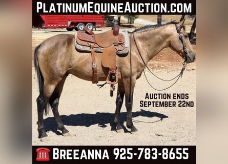 American Quarter Horse, Gelding, 10 years, 15,1 hh, Buckskin