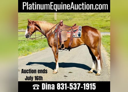 American Quarter Horse, Gelding, 10 years, 15,1 hh, Chestnut