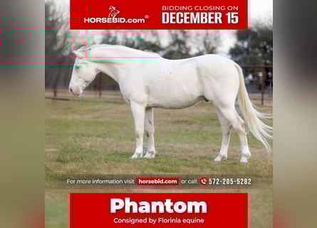 American Quarter Horse, Gelding, 10 years, 15,1 hh, Cremello