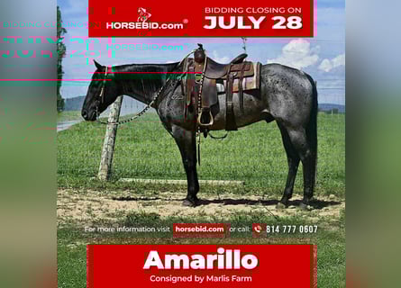 American Quarter Horse, Gelding, 10 years, 15,1 hh, Roan-Blue