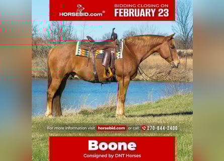 American Quarter Horse, Gelding, 10 years, 15,1 hh, Roan-Red